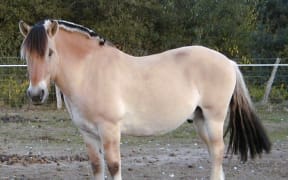 Norweigan Fjord horse