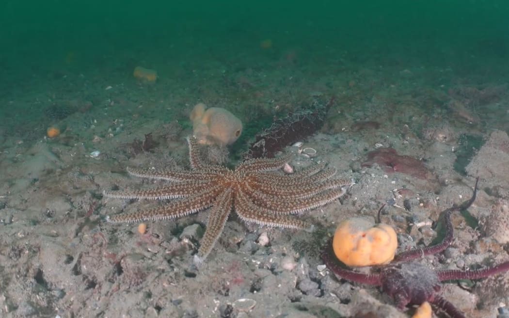Researchers surprised to find marine animal forests in Wellington's