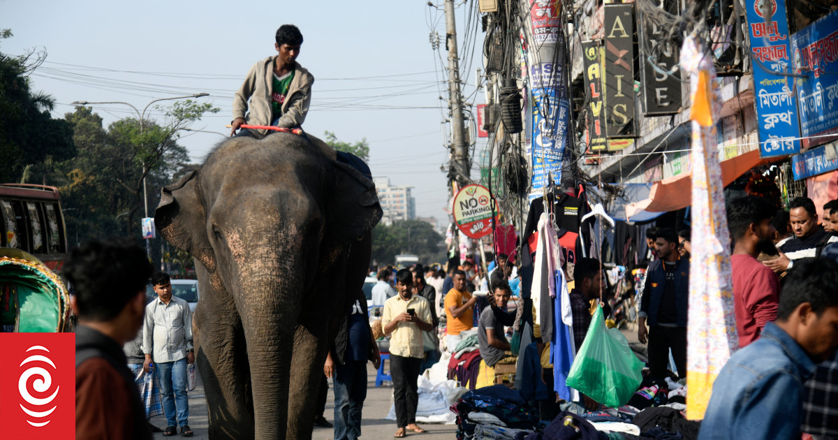 Bangladesh's critically endangered Asian elephants get court protection - Vimarsana News