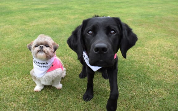 Christchurch Airport's Airpawt Ambassadors on duty.