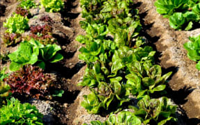 Community gardens provide a shared space to grow kai and reconnect with the land.