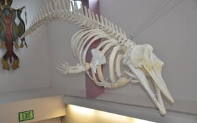 The only skeleton of the new species in the United States hangs on display in Unalaska High School, in Alaska's Aleutian Islands. The whale was found dead in 2004, and recent tests on stored tissue samples revealed that it is one of the few known specimens of the new species.