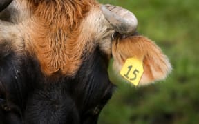 Organic Jersey cow on a Rongotea farm.