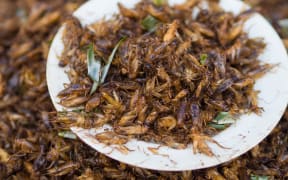 Crickets on a plate