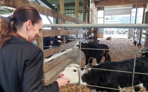 Jacinda Ardern feeds a calf at the Green Valley Dairy Company, Mangatawhiri. 23 September