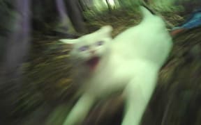 cat