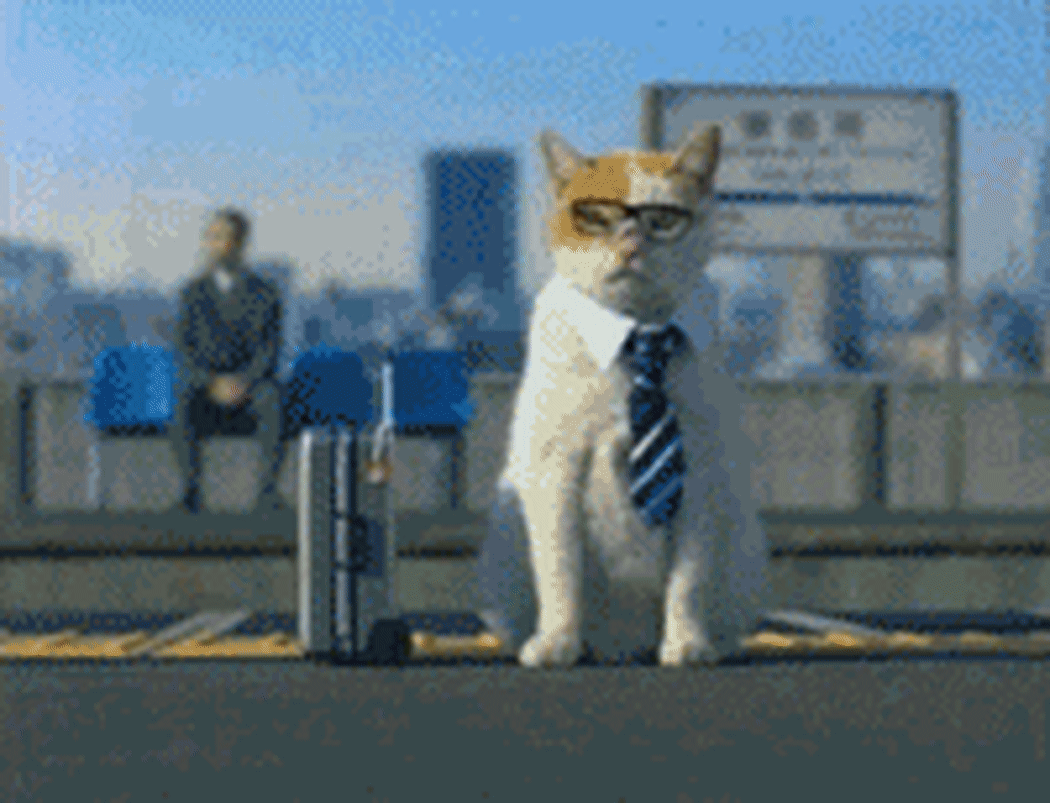 A white cat in collar and tie doing business things