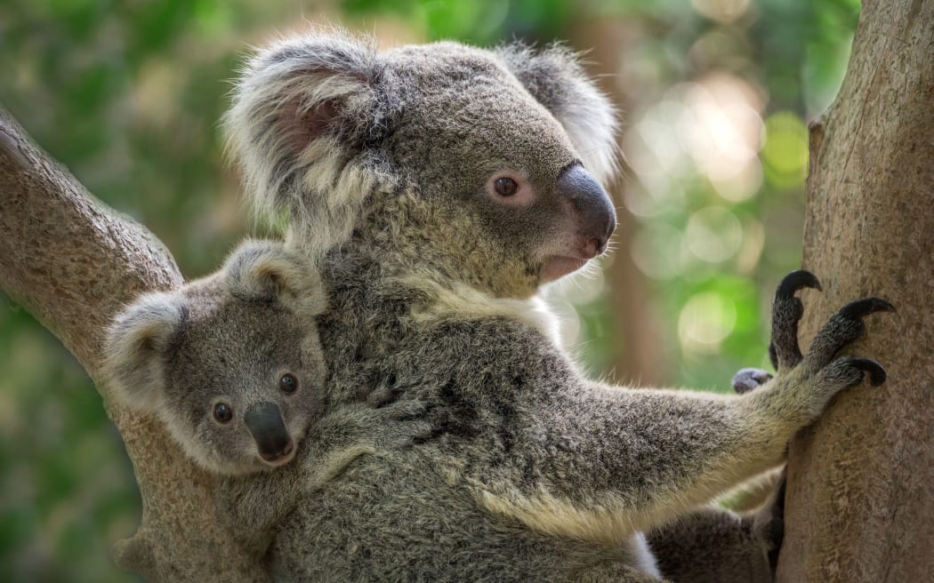 Mother and baby koala on a tree in natural atmosphere.