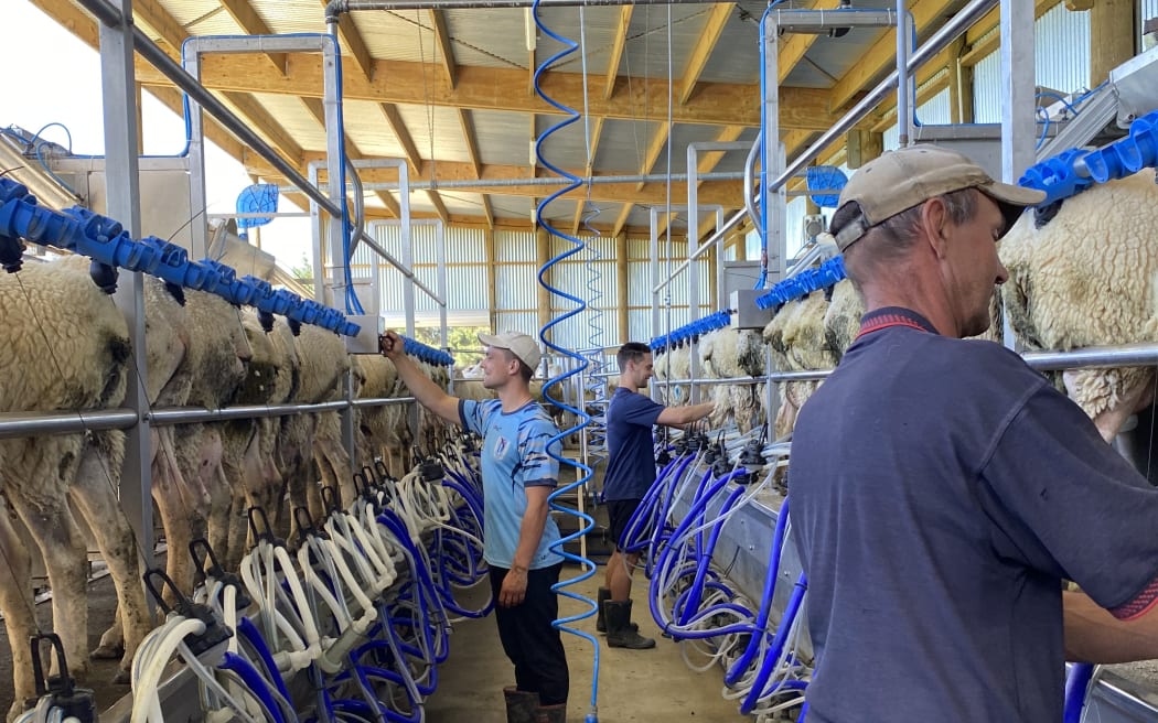 Fernglen runs two milking flocks, one which lambs in early spring and another which lambs in Autumn. Currently they're milking about 350 sheep.
