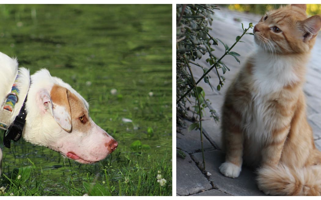 dog and cat sniffing