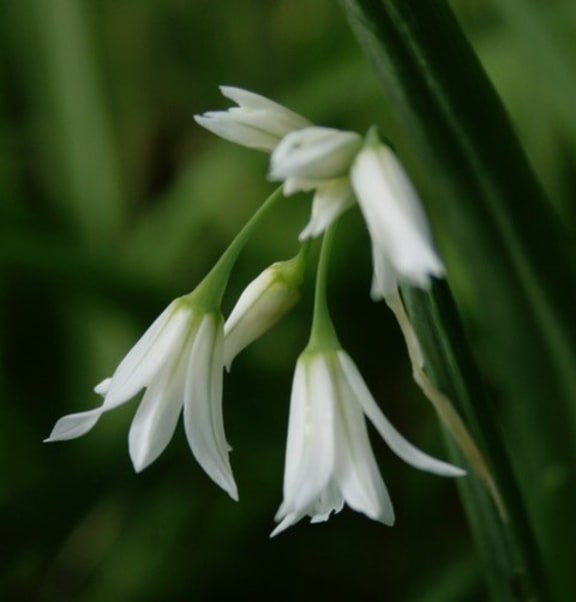 Spring shop onion flowers