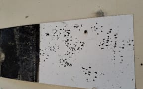 On 6 April 2023, rat prints were found on pest-free Rotoroa Island, in the Hauraki Gulf.