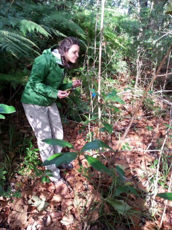Kiri Cutting, taking environmental data in Glenpark Avenue Reserve in New Plymouth. This research site has a mostly non-native tree population, and the data is compared to nearby sites which have been restored with native trees.