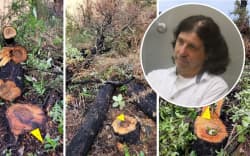 Businessman Alan Trent has been named as the person responsible for felling native trees on conservation land near his Tasman property. Photo / NZME composite