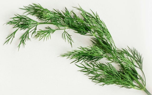 dill