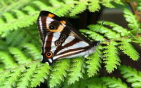 Forest Ringlet Butterfly