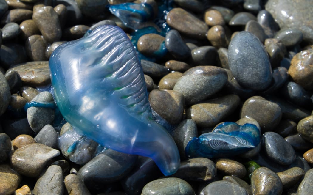 Common Blue Bottle.