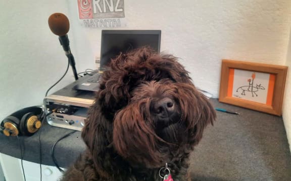 Susie Ferguson's dog Rainbow at her work from home studio.