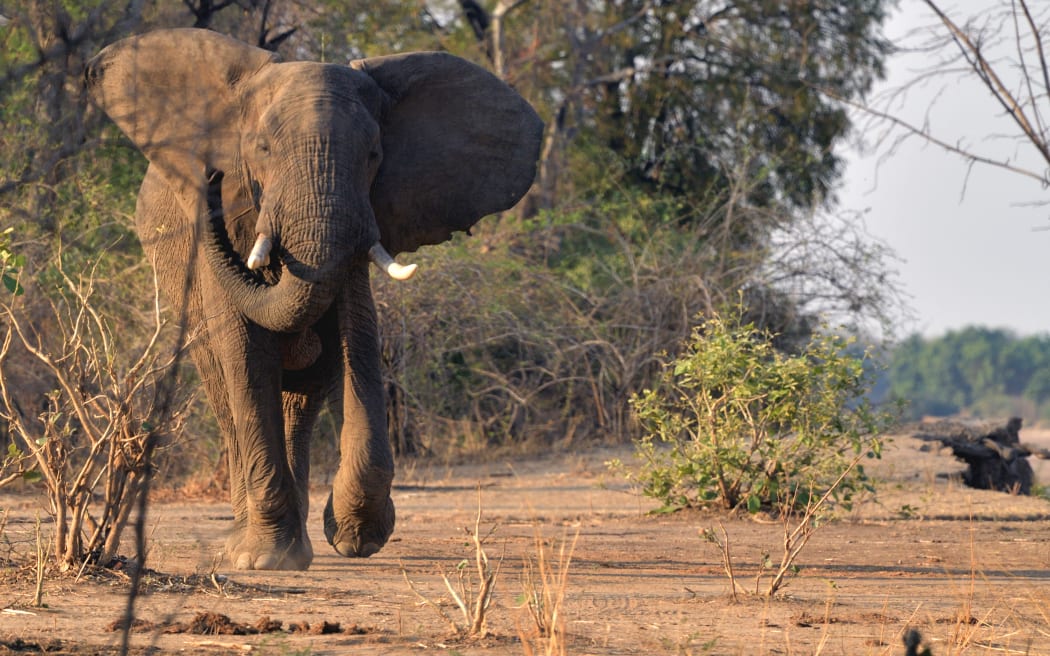 African Elephant (Loxodonta africana) charging, South Luangwa National Park, Zambia (Photo by Pierre Vernay / Biosphoto via AFP)