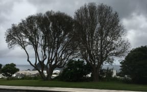 Pōhutukawa  trees in New Plymouth