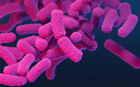 An image of carbapenem-resistant Enterobacterales, a type of bacteria resistant to one or several antibiotics called carbapenems.