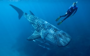 Dr Mark Meekan swimming with a whale shark