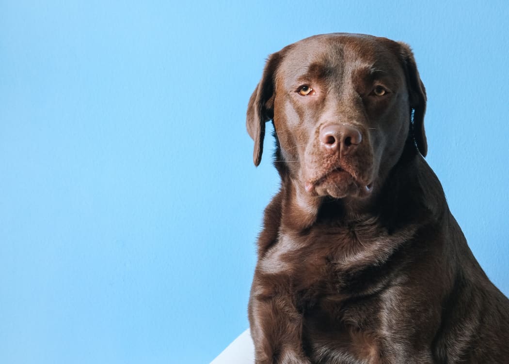 brown dog