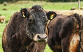 brown dairy cows