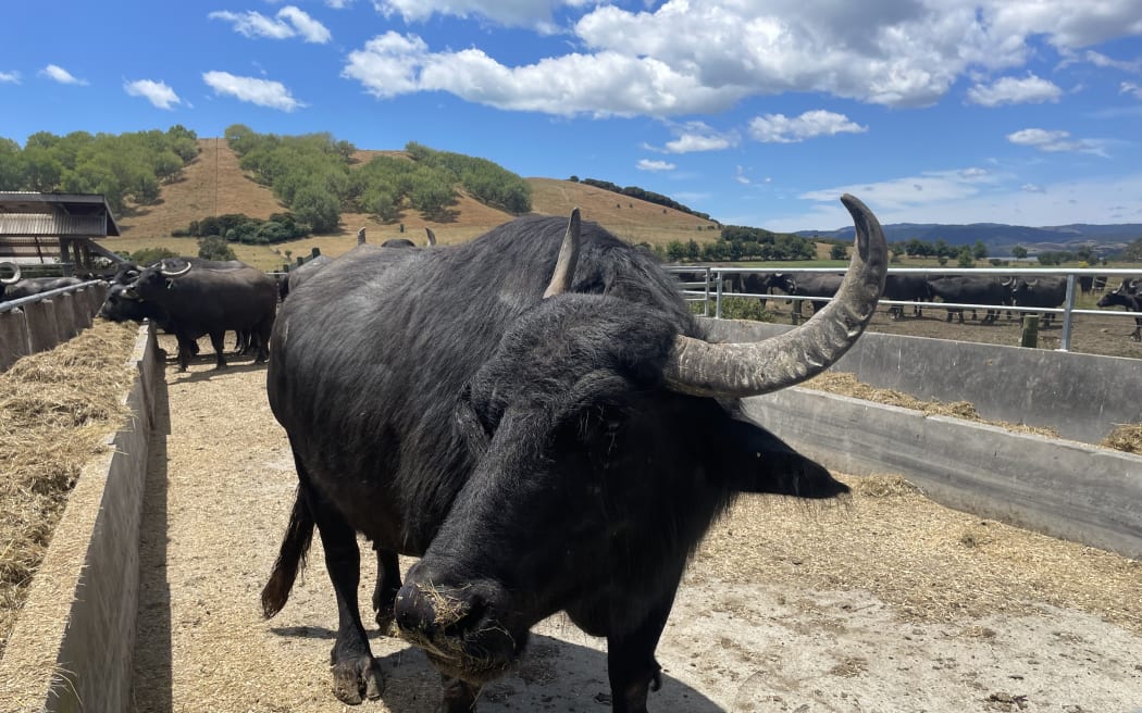 A fully-grown female water buffalo with characteristic curved horns.