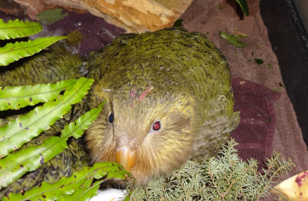 A few kākāpō chicks had to be taken off their island sanctuaries to be hand-reared at a Department of Conservation facility in Invercargill.
