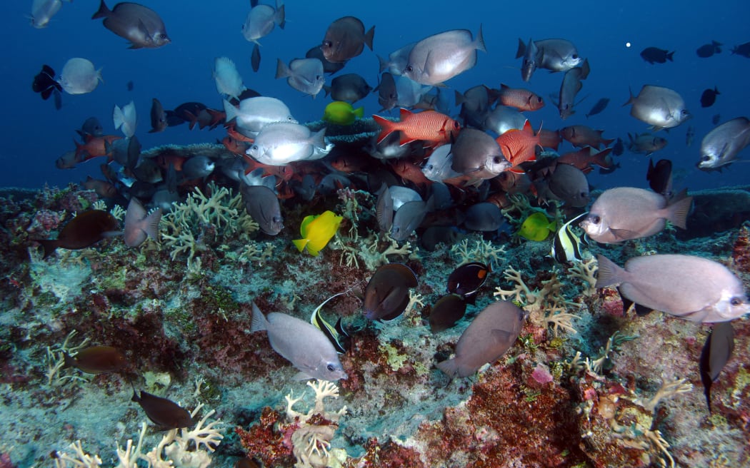 Teeming reef scape in Hawaii's  Papahānaumokuākea Marine National Monument.