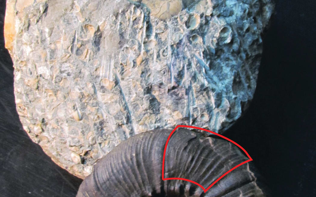 The giant Maungataniwha fossilised ammonite (rear), compared against a smaller, complete ammonite fossil which is 165mm in diameter. The area outlined in red on the smaller specimen indicates the section discovered at Maungataniwha.
