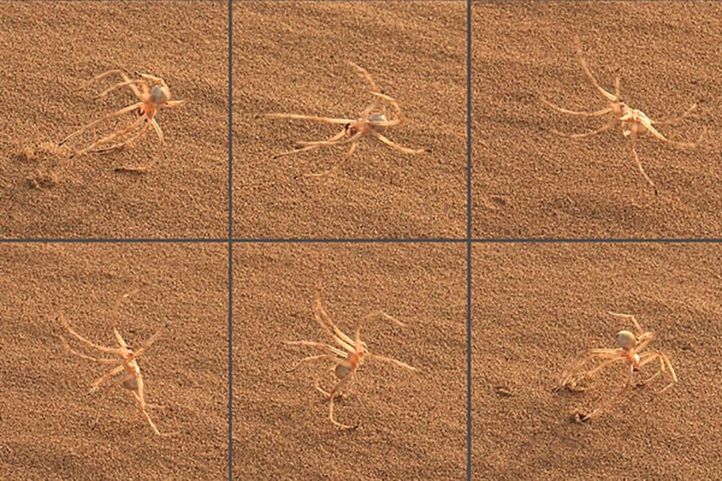 The cartwheeling spider - Cebrennus rechenbergi - spins its way out of danger.