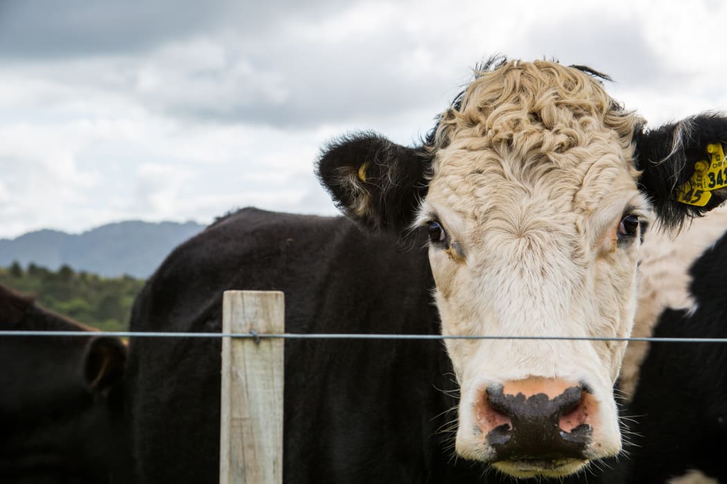 A black and white bull looks through a fence.