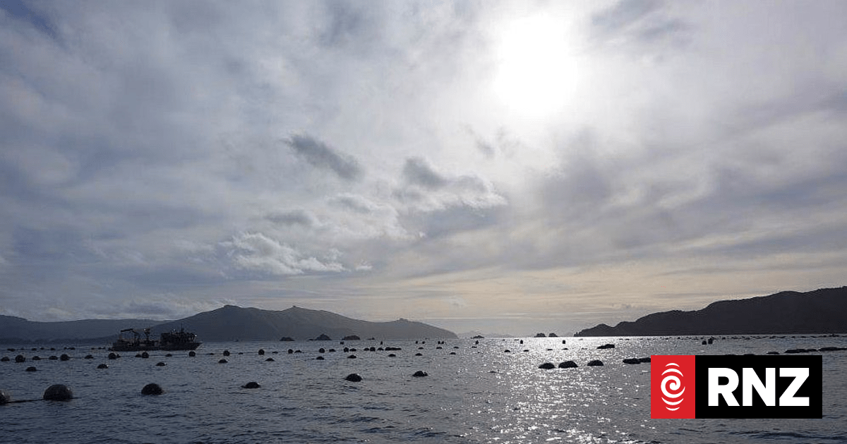 NZ farmed shellfish have a very low carbon foot print | RNZ