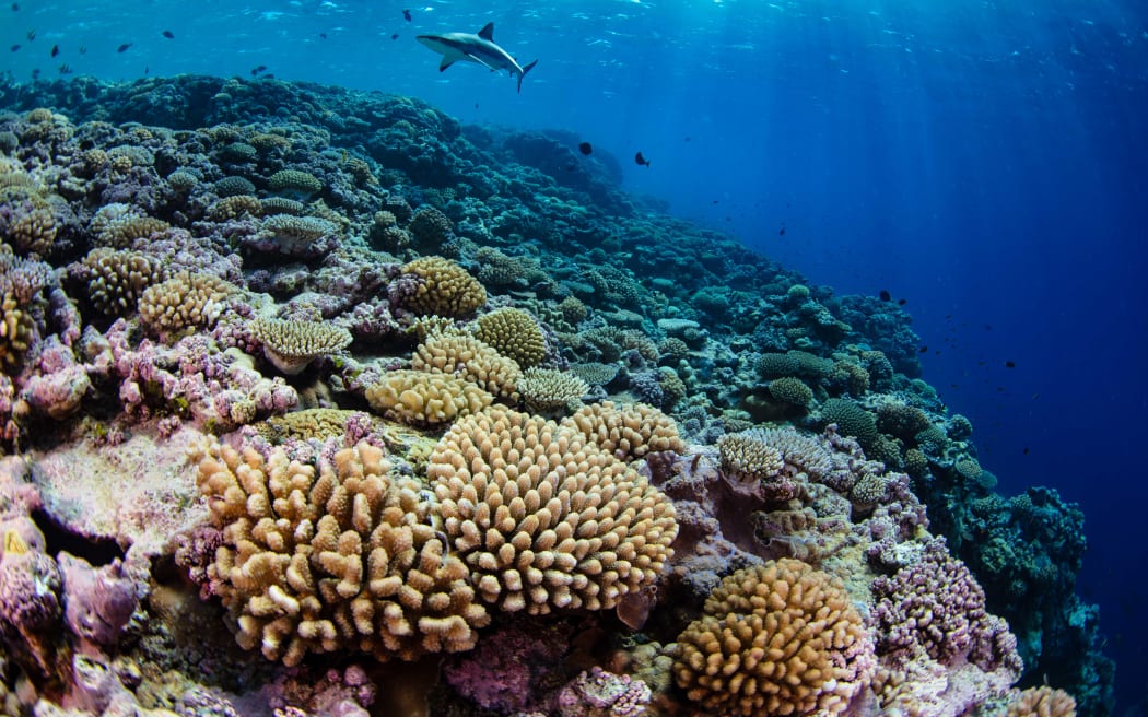 Bokak Atoll, Republic of the Marshall Islands At Sea - August to October 2023: Fore reef of Bokak Atoll, an excellent example of healthy coral reefs. 

The National Geographic Pristine Seas team, in collaboration with the Marshall Islands Marine Resources Authority (MIMRA) and the Government of the Marshall Islands, conducted an expedition to the remote atolls of Bikar, Bokak, Bikini, and Rongerik. This expedition was in support of Reimaanlok, the Marshallese national framework for the planning and establishment of community-based conservation areas.