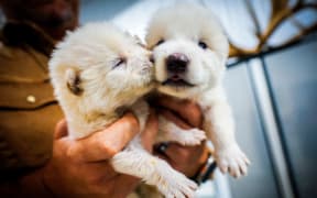 Two of the wolves were born on 1 October 2024.