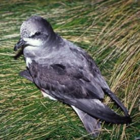 Photo for Soft-plumaged petrel