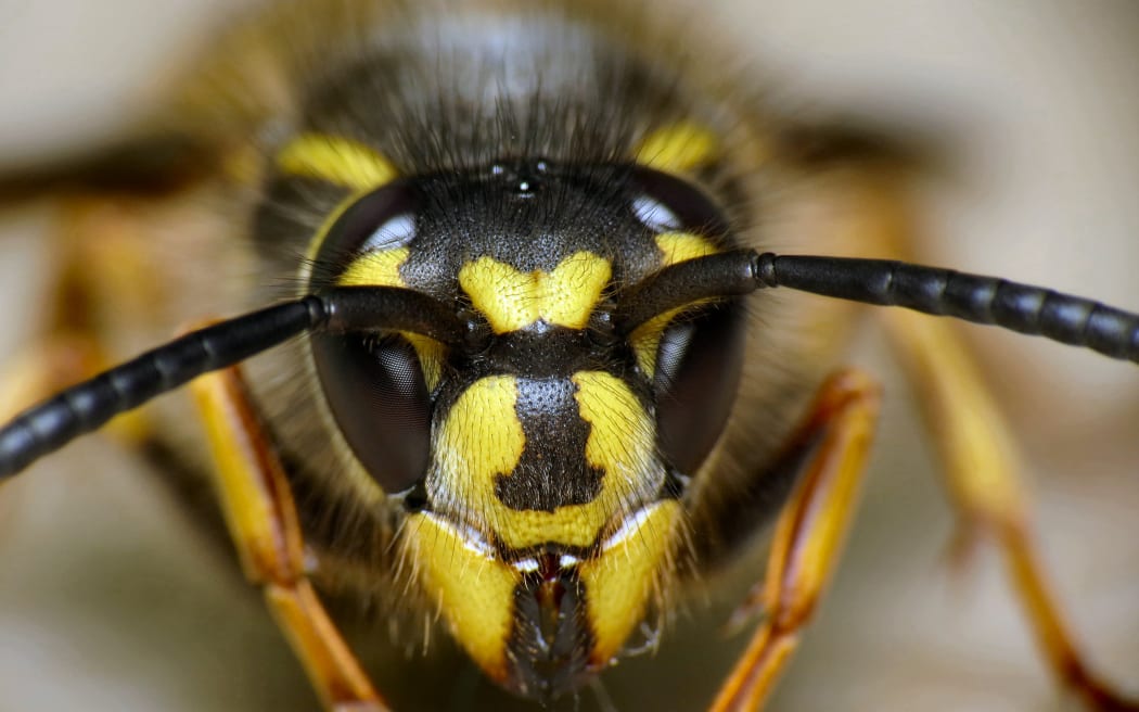 Wasps cost New Zealand millions of dollars a year in agricultural losses and ecological damage.