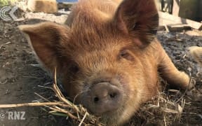 Kunekune pigs in the market for a new home