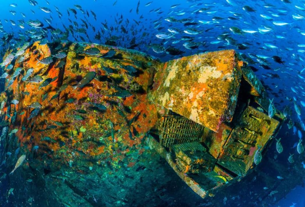 Marine life has flourished around the wreck of the Rena off the coast of Tauranga.