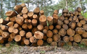 logging pine generic