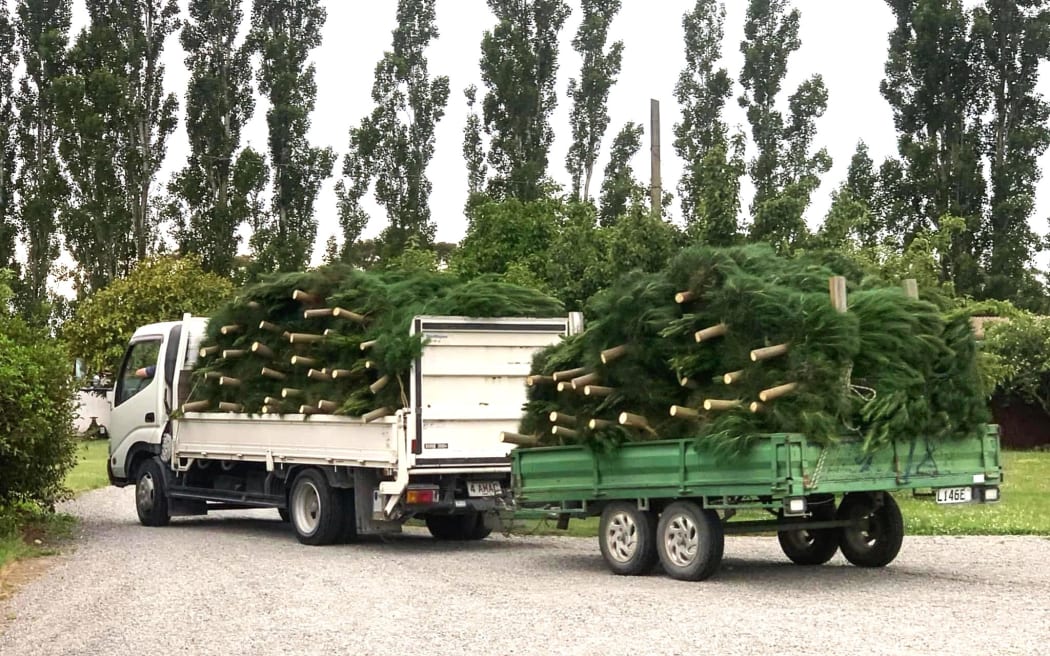 Christmas tree farm
