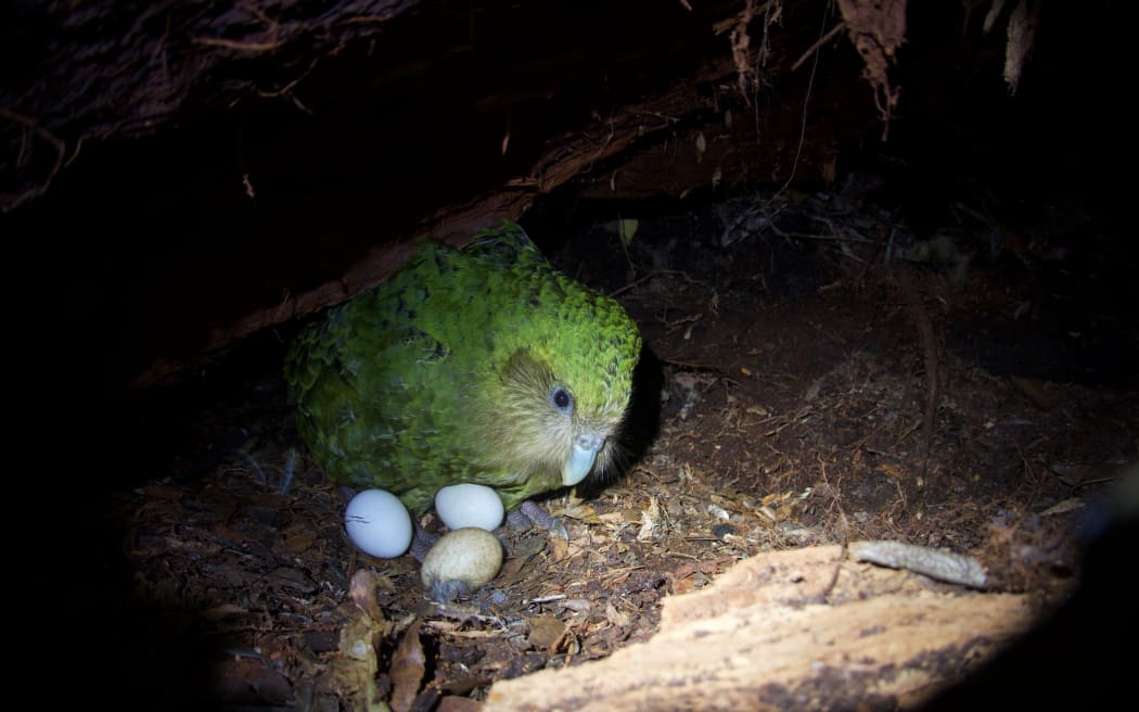 A nighttime shot of a kākāpō on a nest, with three eggs, two are fully white, one is speckled brown.