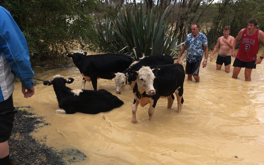 Locals stripped down to help cows trapped in floodwaters near Clevedon today.