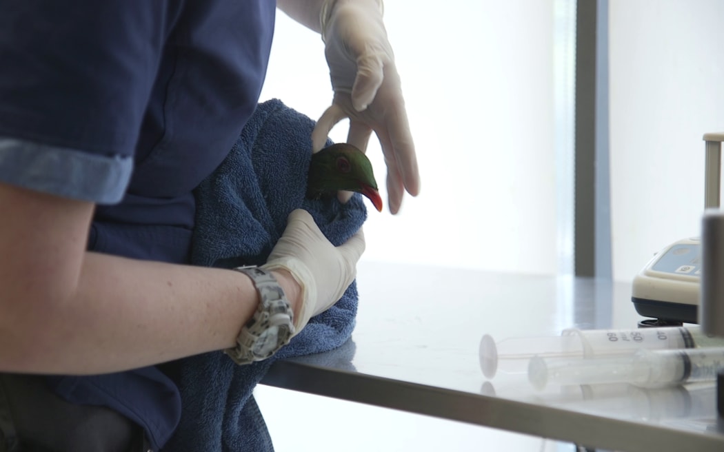 Keruru being cared for at Wellington Zoo