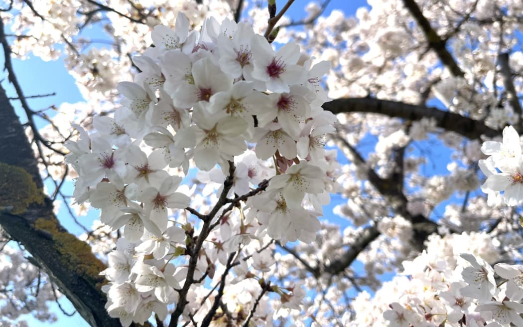 Blossoms in Alexandra
