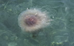 Jellyfish on Evans Bay Wellington