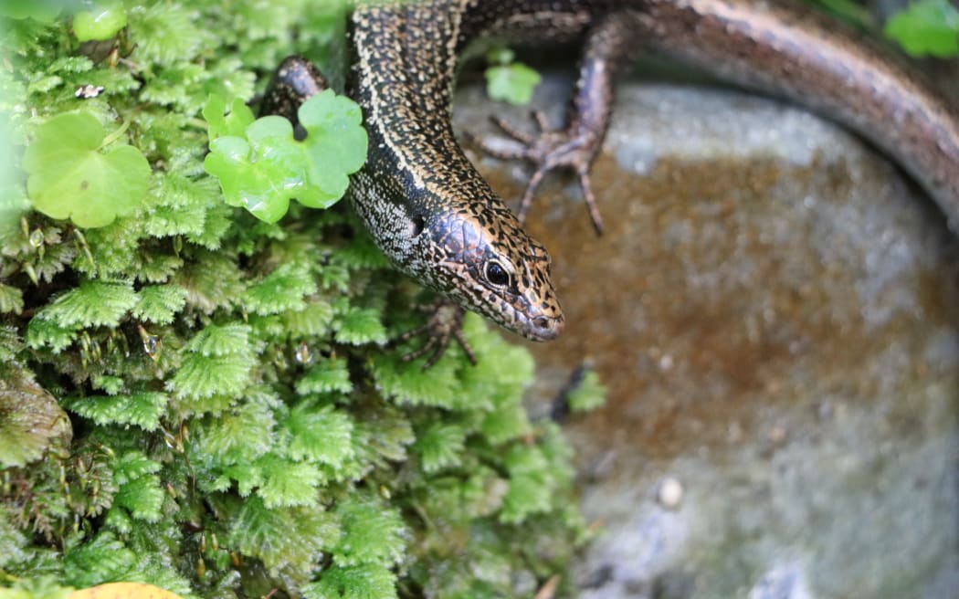 Fallas Skink