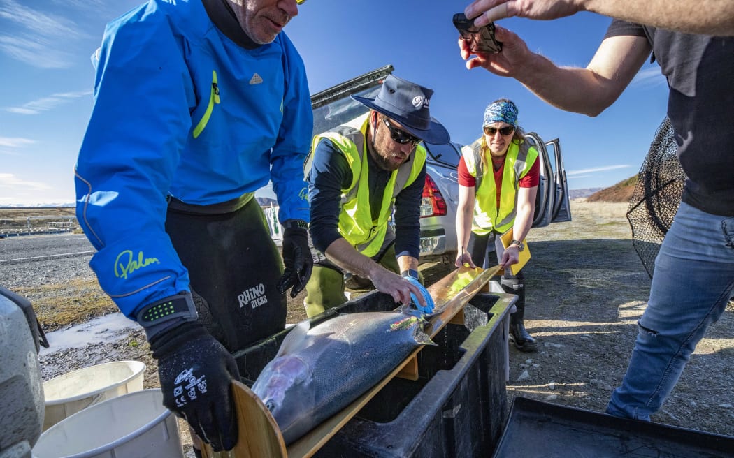 Niwa freshwater fisheries scientist Dr Phil Jellyman tagging fish.